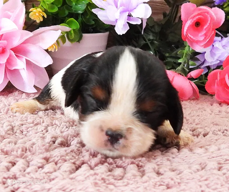 #2 Male (Lulu's) – Cavalier King Charles Spaniel puppy for sale in Paris, KY