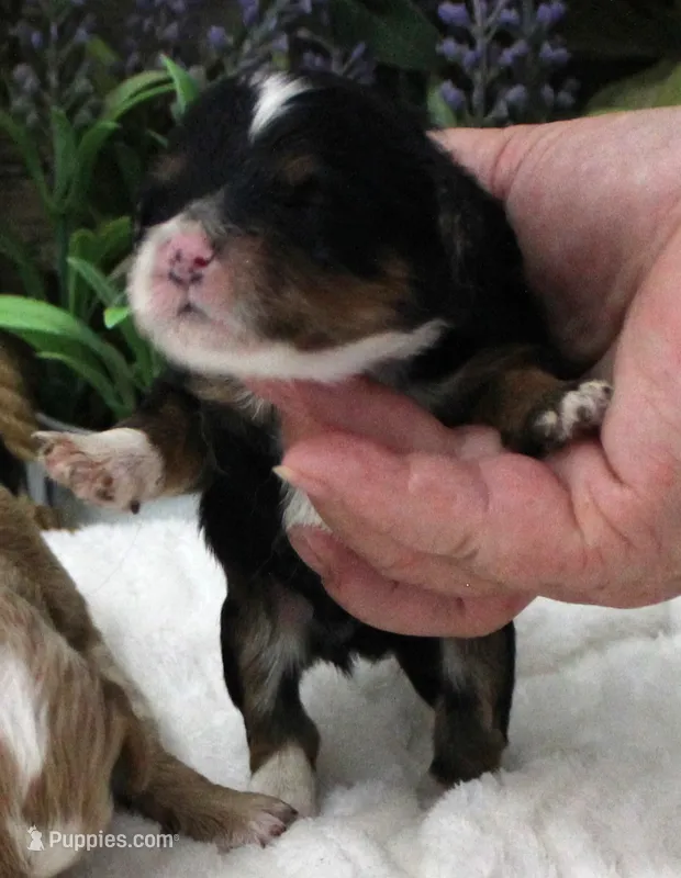 #3 Female (Autumn's) – Cavapoo puppy for sale in Paris, KY
