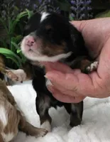 #3 Female (Autumn's), a female Cavapoo for sale in Paris, KY – 1 of 1
