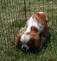 Heidi, a female Cavalier King Charles Spaniel for sale in Paris, KY – 2 of 2