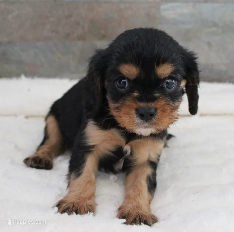 #5 Male (Ruby) – Cavalier King Charles Spaniel puppy for sale in Paris, KY
