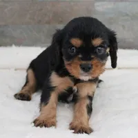 #5 Male (Ruby), a male Cavalier King Charles Spaniel for sale in Paris, KY – 3 of 9