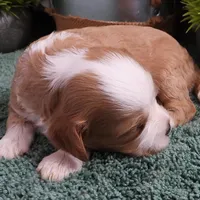 #3 Female (Adeline's), a female Cavapoo for sale in Paris, KY – Photo 7 of 8