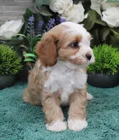 #3 Female (Adeline's), a female Cavapoo for sale in Paris, KY – Photo 3 of 8