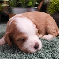 #3 Female (Adeline's), a female Cavapoo for sale in Paris, KY – Photo 8 of 8