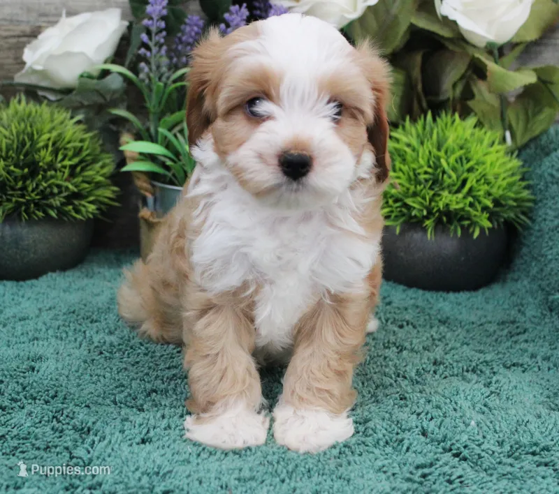 #3 Female (Adeline's) – Cavapoo puppy on hold in Paris, KY