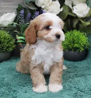 #3 Female (Adeline's), a female Cavapoo for sale in Paris, KY – Photo 2 of 8