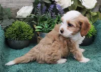 #3 Female (Adeline's), a female Cavapoo for sale in Paris, KY – Photo 6 of 8