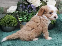 #3 Female (Adeline's), a female Cavapoo for sale in Paris, KY – Photo 5 of 8