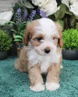 #3 Female (Adeline's), a female Cavapoo for sale in Paris, KY – Photo 4 of 8