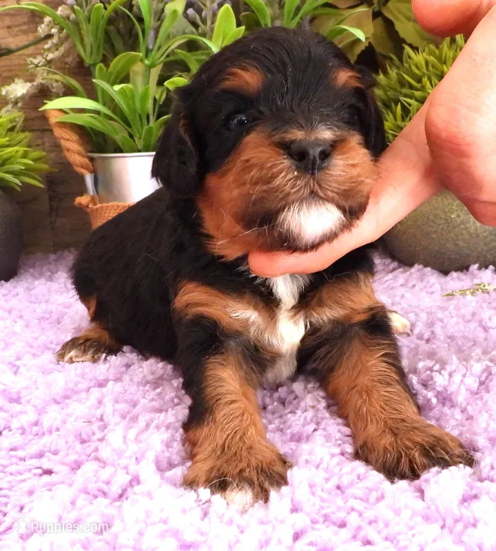 #6 Male (Autumn's) – Cavapoo puppy for sale in Paris, KY