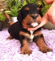 #6 Male (Autumn's), a male Cavapoo for sale in Paris, KY – 4 of 7