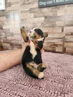 Mini Bernedoodle Male, a male Miniature Bernedoodle for sale in Paris, KY – 4 of 4