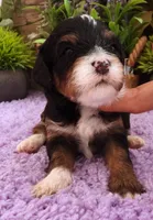 #3 Female (Autumn's), a female Cavapoo for sale in Paris, KY – 5 of 7
