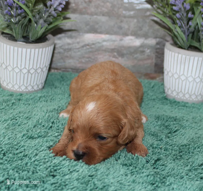 Patsys #2 Female – Cavapoo puppy for sale in Paris, KY