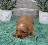 Patsys #2 Female, a female Cavapoo for sale in Paris, KY – 1 of 2