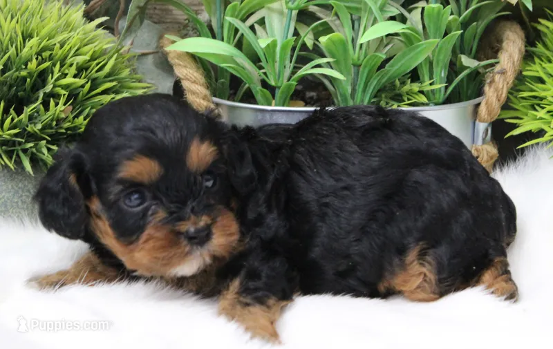 #3 Female (Suzy's) – Cavapoo puppy on hold in Paris, KY
