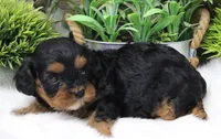 #3 Female (Suzy's), a female Cavapoo for sale in Paris, KY – 3 of 9