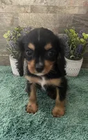 #1 Female Ruby, a female Cavalier King Charles Spaniel for sale in Paris, KY – 6 of 6