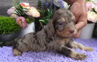 #4 Male (Dawn's), a male Cavapoo for sale in Paris, KY – 3 of 7