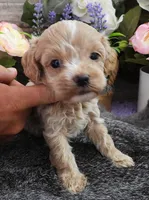 #3 Female (Kate's), a female Cavapoo for sale in Paris, KY – 2 of 3