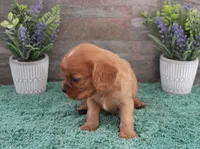 #6 Male (Ruby), a male Cavalier King Charles Spaniel for sale in Paris, KY – 6 of 10