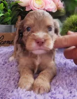 #1 Female (Dawn's), a female Cavapoo for sale in Paris, KY – 3 of 5