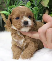#2 Male (Suzy's), a female Cavapoo for sale in Paris, KY – 5 of 9