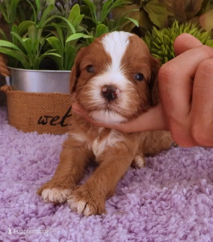 #5 Male (Autumn's) – Cavapoo puppy on hold in Paris, KY