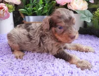 #4 Male (Dawn's), a male Cavapoo for sale in Paris, KY – 5 of 7