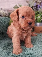 #1 Female (Tina's), a female Cavapoo for sale in Paris, KY – Photo 2 of 5