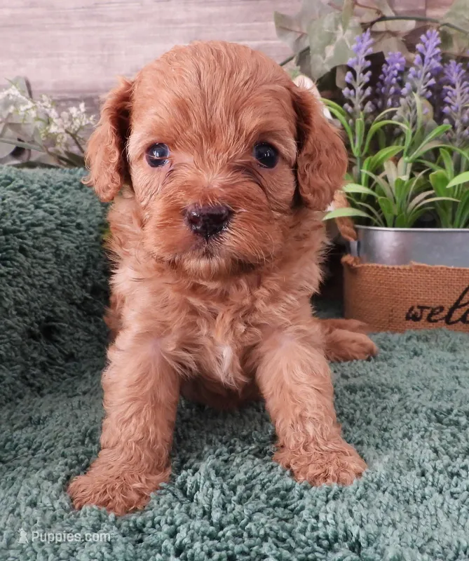 #1 Female (Tina's) – Cavapoo puppy on hold in Paris, KY