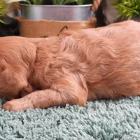 #1 Female (Tina's), a female Cavapoo for sale in Paris, KY – Photo 5 of 5