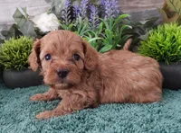 #1 Female (Tina's), a female Cavapoo for sale in Paris, KY – Photo 3 of 5