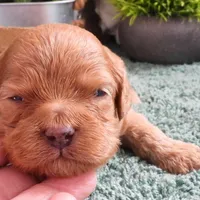 #1 Female (Tina's), a female Cavapoo for sale in Paris, KY – Photo 4 of 5