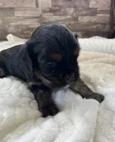Percy #1 female , a female Cavalier King Charles Spaniel for sale in Paris, KY – 4 of 4