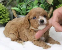 #2 Male (Suzy's), a female Cavapoo for sale in Paris, KY – 6 of 9