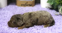#2 Female (Dawn's), a female Cavapoo for sale in Paris, KY – 2 of 3