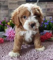 #3 Female (Tara's), a female Cavapoo for sale in Paris, KY – 2 of 8