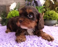 #1 Male (Roxy's), a male Cavapoo for sale in Paris, KY – 2 of 8