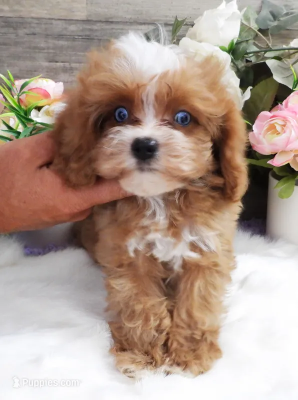 #5 Male (Autumn's) – Cavapoo puppy for sale in Paris, KY
