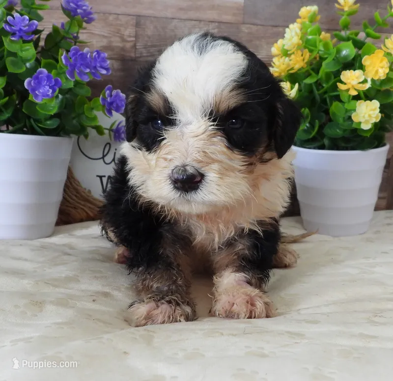 #7 Male (Splash's) – Miniature Bernedoodle puppy for sale in Paris, KY