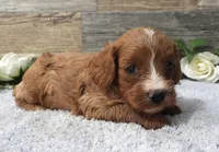 #3 Male (Piper's), a female Cavapoo for sale in Paris, KY – 2 of 2