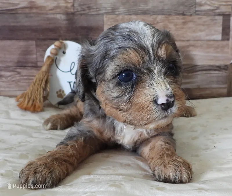 #1 Female (Whitney's) – Cavapoo puppy for sale in Paris, KY