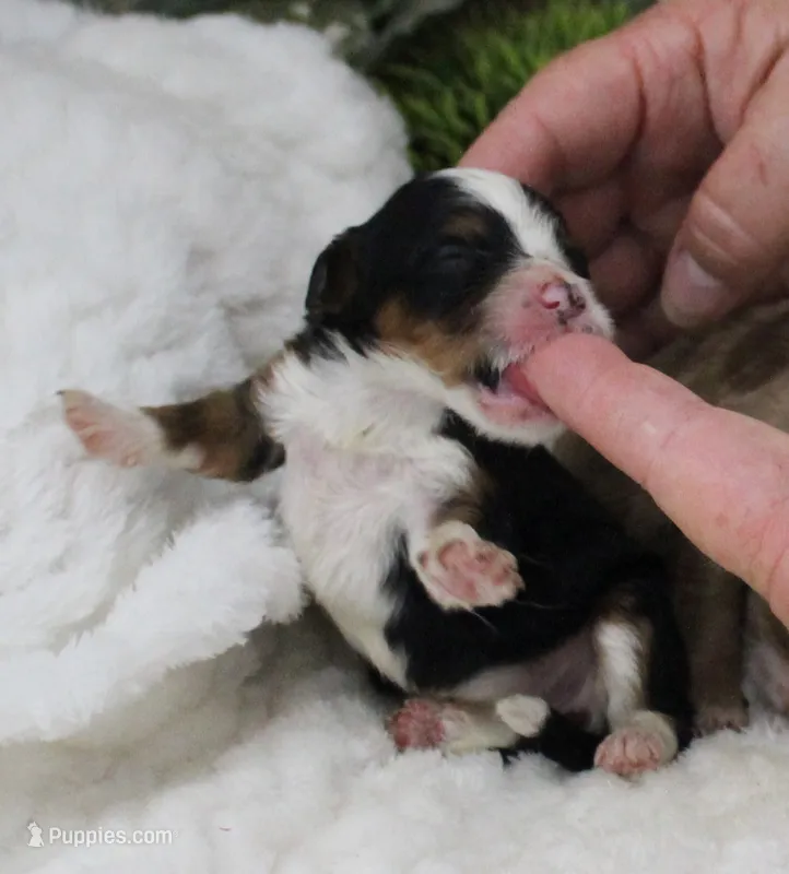#2 Female (Autumn's) – Cavapoo puppy for sale in Paris, KY