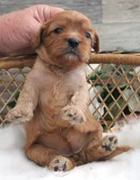 #1 Female (Evie's), a female Cavapoo for sale in Paris, KY – 3 of 3