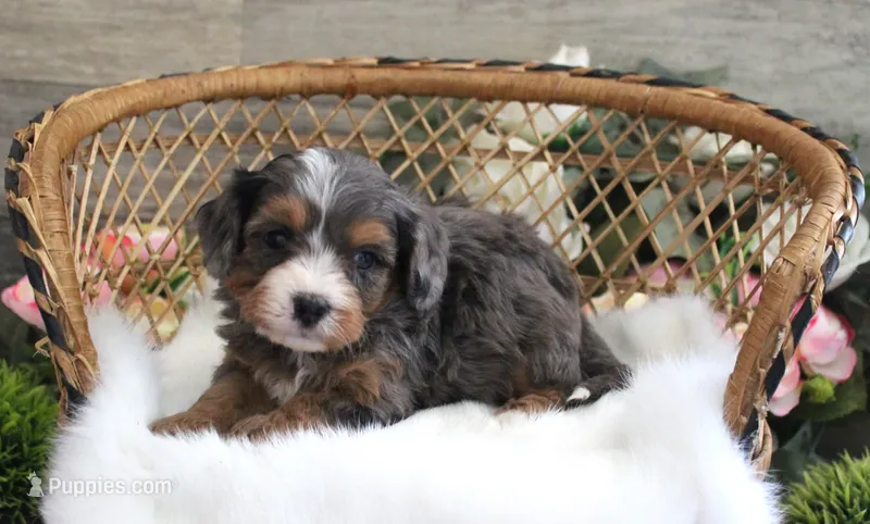 #4 Male (Autumn's) – Cavapoo puppy on hold in Paris, KY