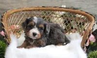 #4 Male (Autumn's), a male Cavapoo for sale in Paris, KY – 4 of 7
