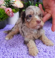 #3 Male (Dawn's), a male Cavapoo for sale in Paris, KY – 1 of 5
