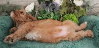 #4 Male (Dottie's), a male Cavapoo for sale in Paris, KY – 4 of 8